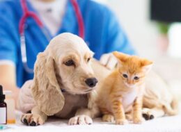 dịch vụ tiêm chủng thú cưng-